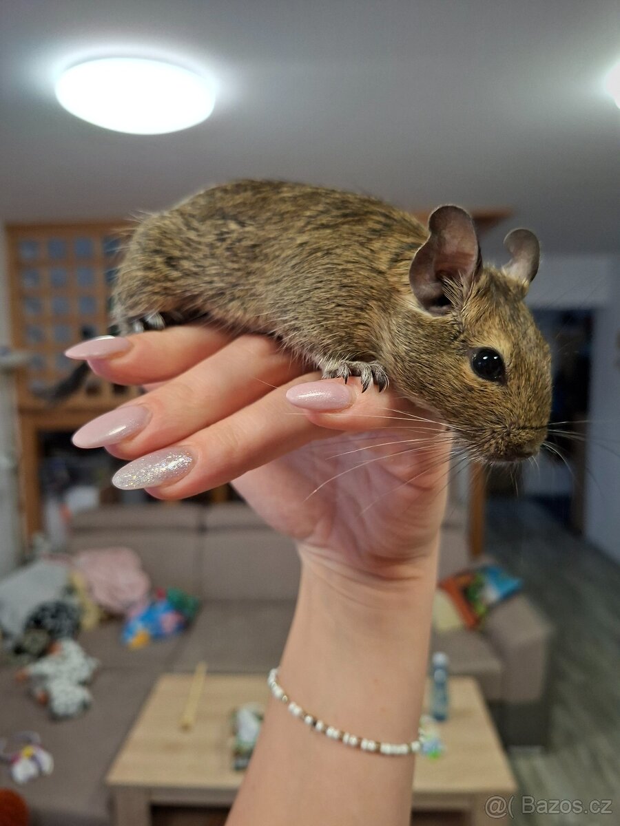 Osmák degu - 7