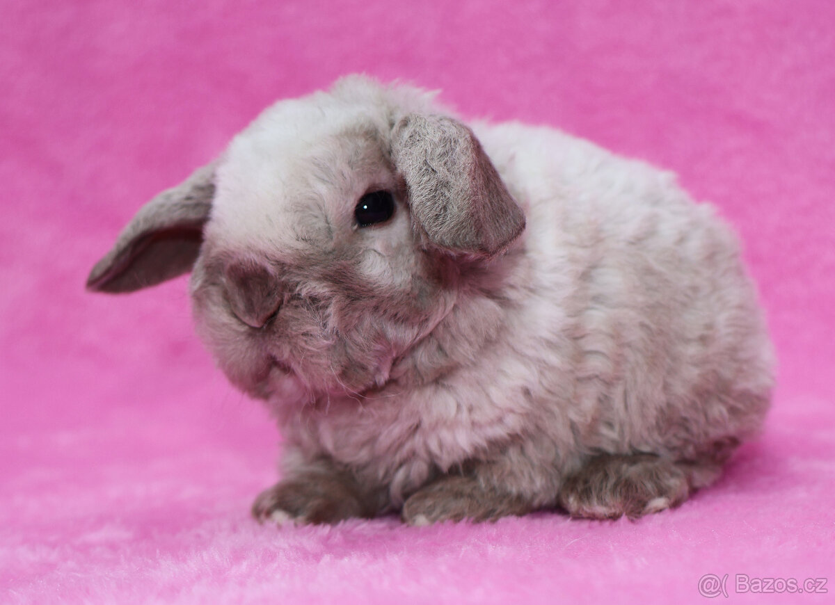 Zakrslý rex beránek s VP . Malinký sameček . - 7