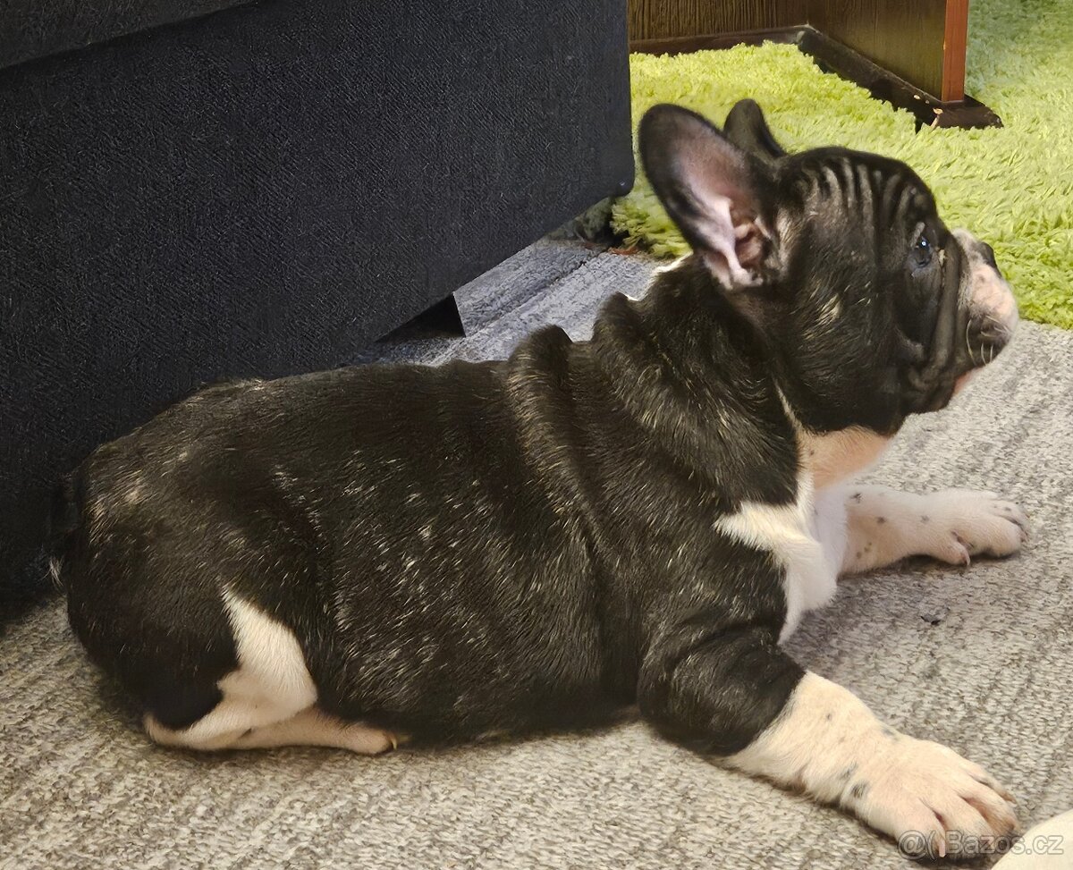 Francouzský buldoček - 7