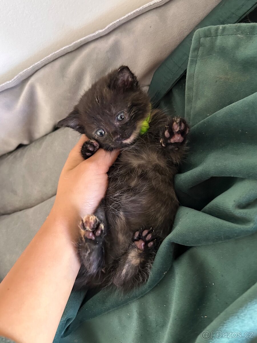 Darujeme koťátka - 7