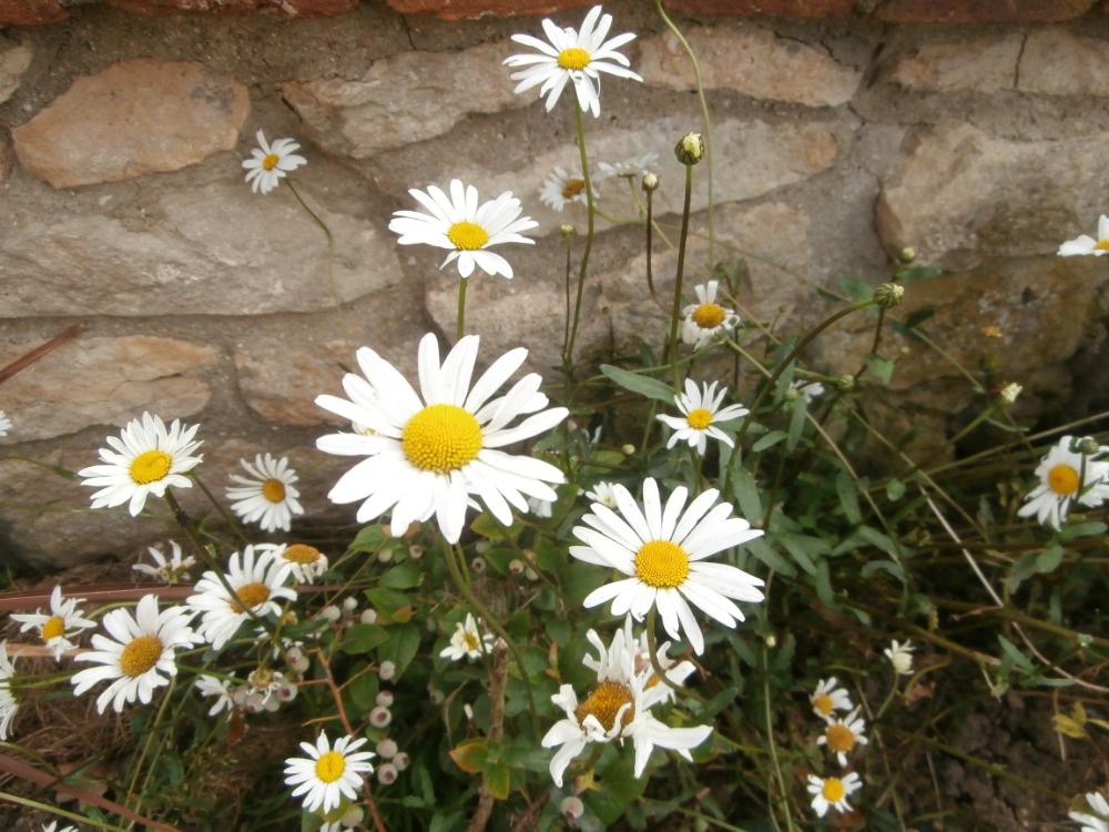 Odolné přebytky ze zahrady - 7