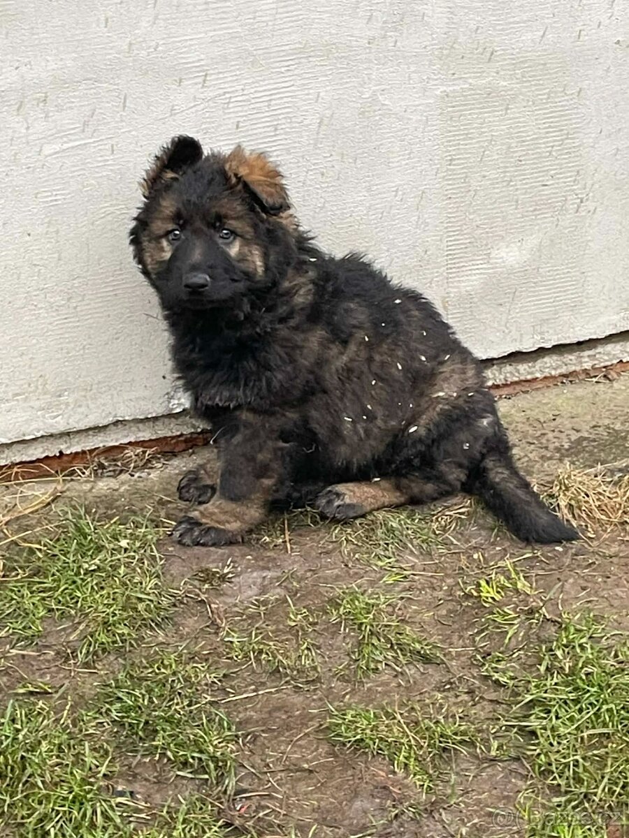 Německý ovčák - 7