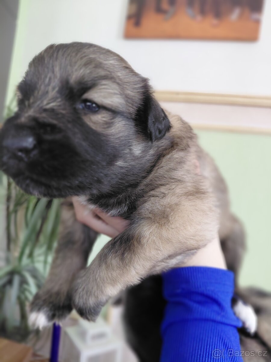 Prodám krásná štěňata - 7
