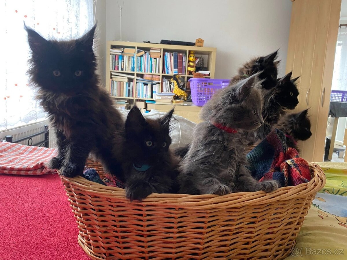 Poslední mainská holčička - blue smoked - JIŽ K ODBĚRU - 7