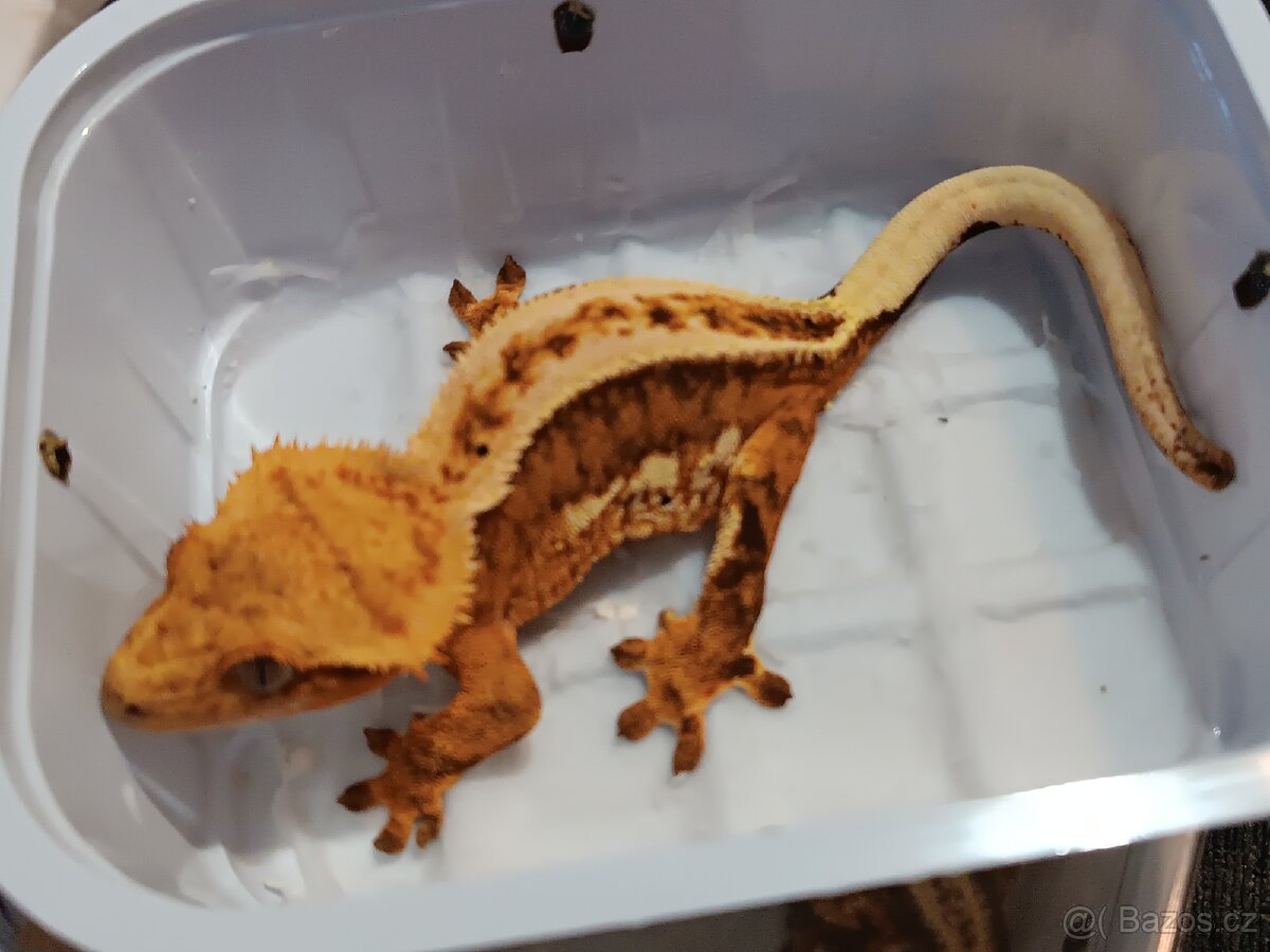 Pagekon řasnatý 2/3 - 7