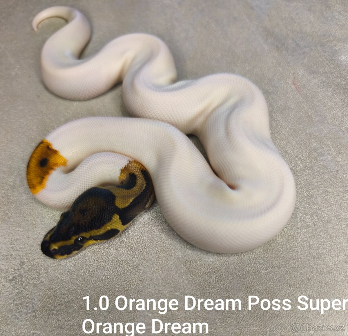 Krajta královská - 7