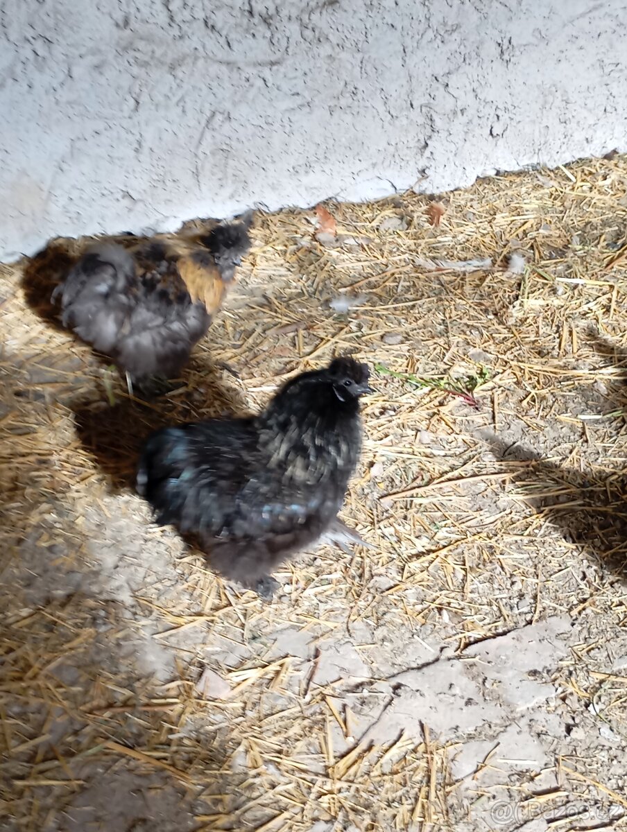 Hedvabnicka kohout - 7