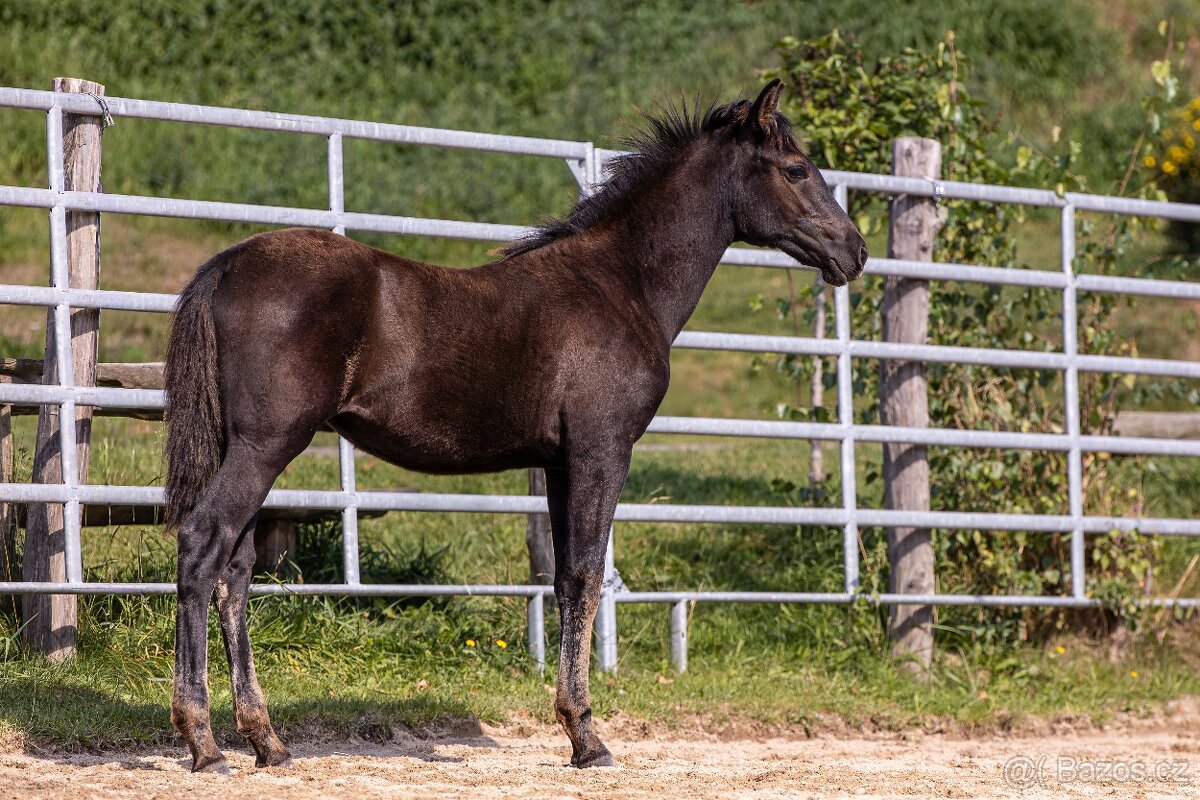 Klisnička P.R.E. - 7