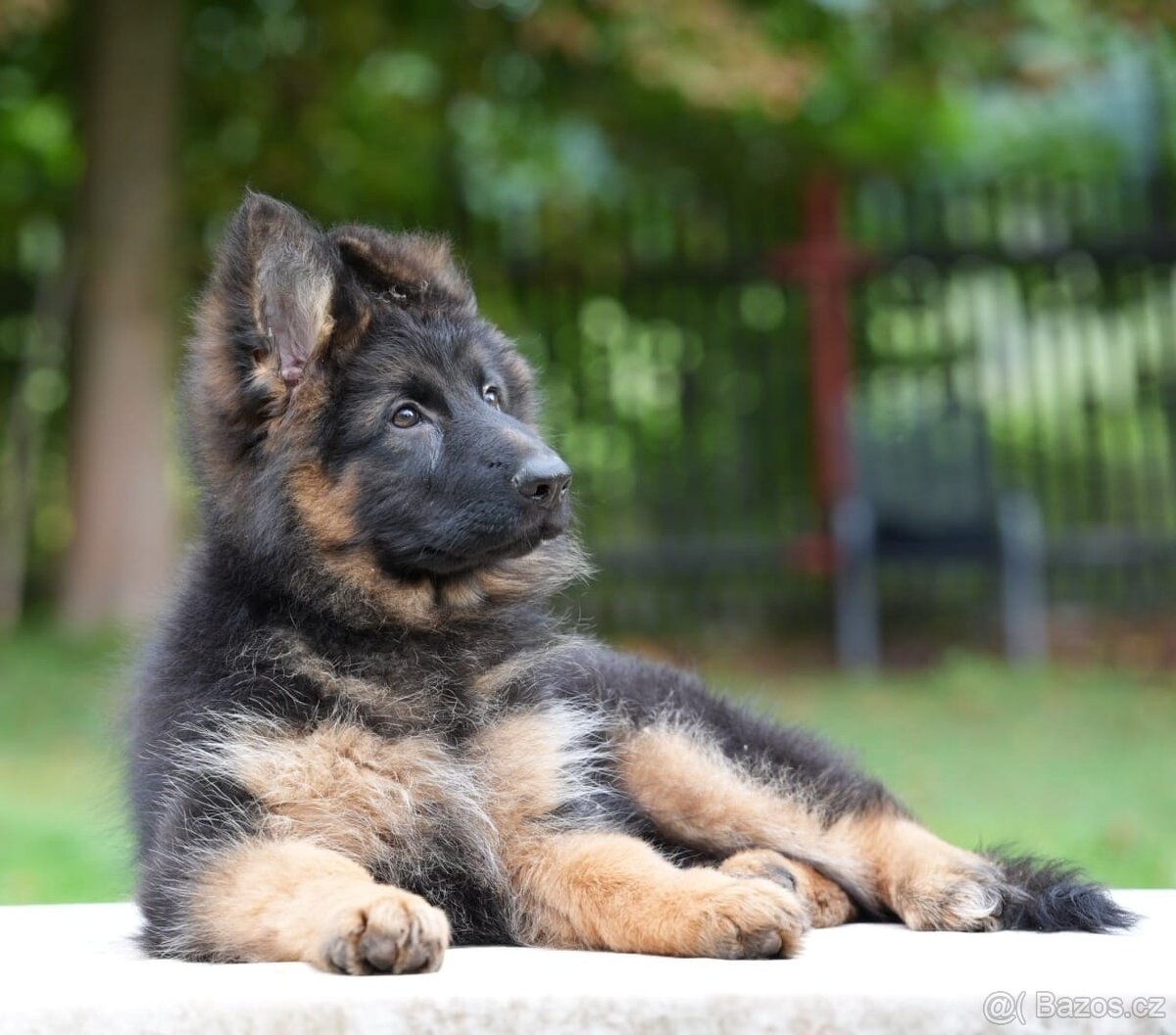 Německý ovčák s PP FCI - 7