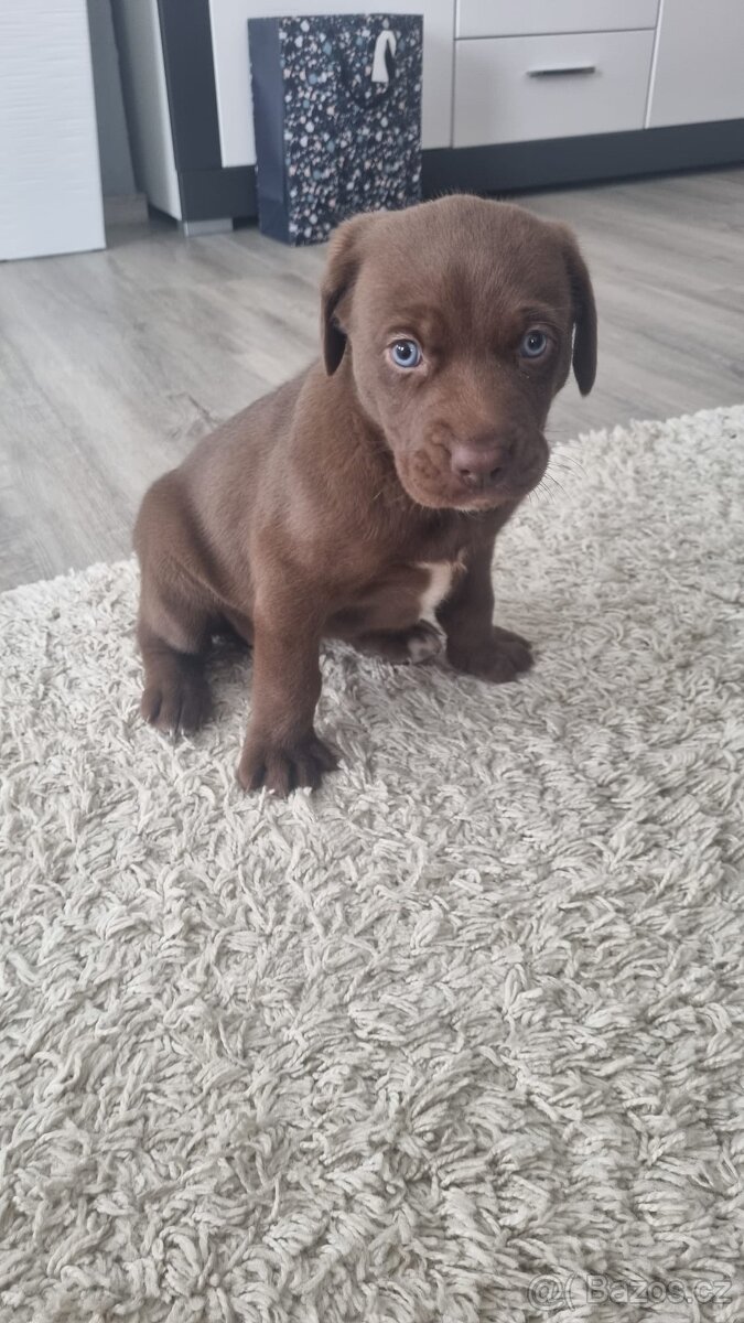 Výmarský ohař x Sibiřský husky - 7