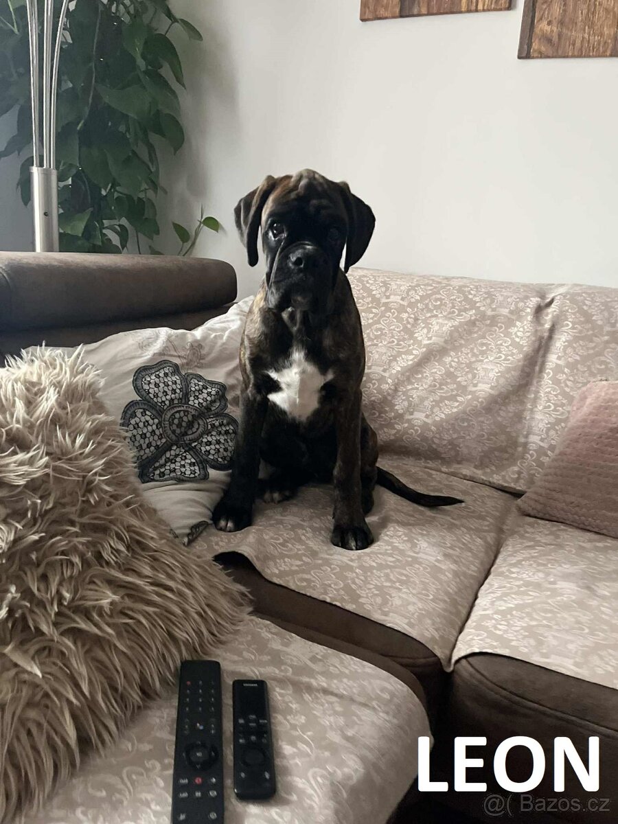 Nemecký boxer s PP (FCI) – šteniatka pripravené na odber - 7