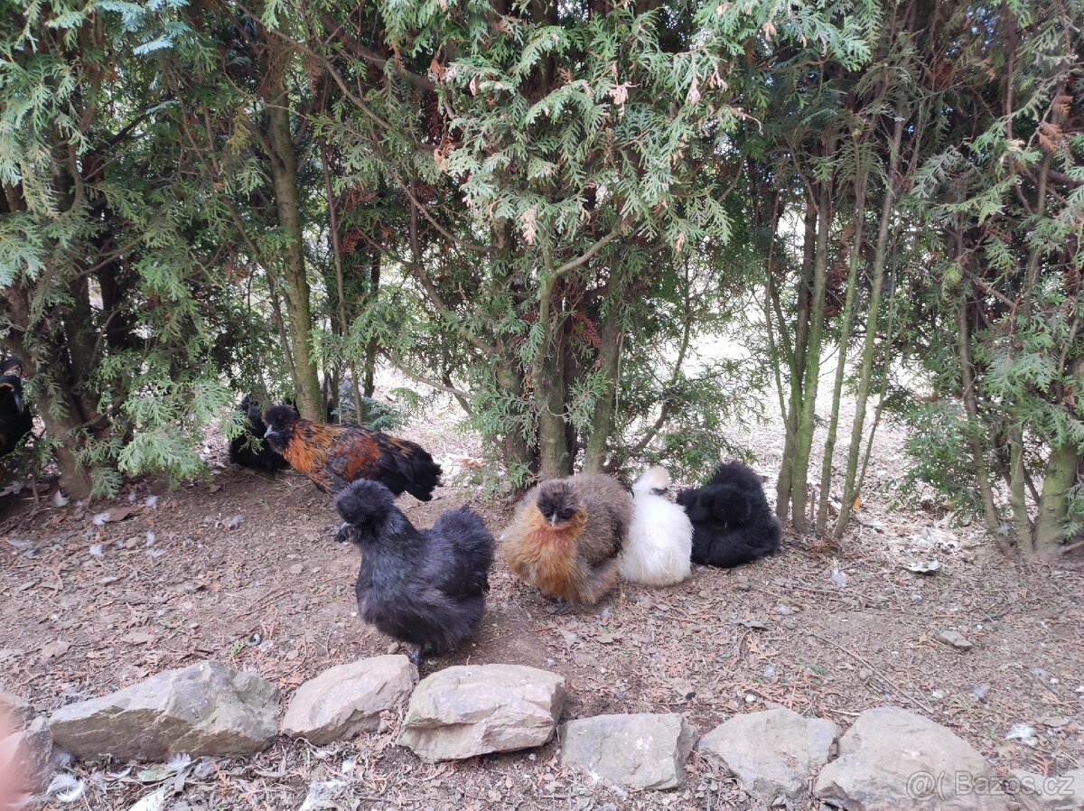 Nasadova vejce hedvábnička - 7