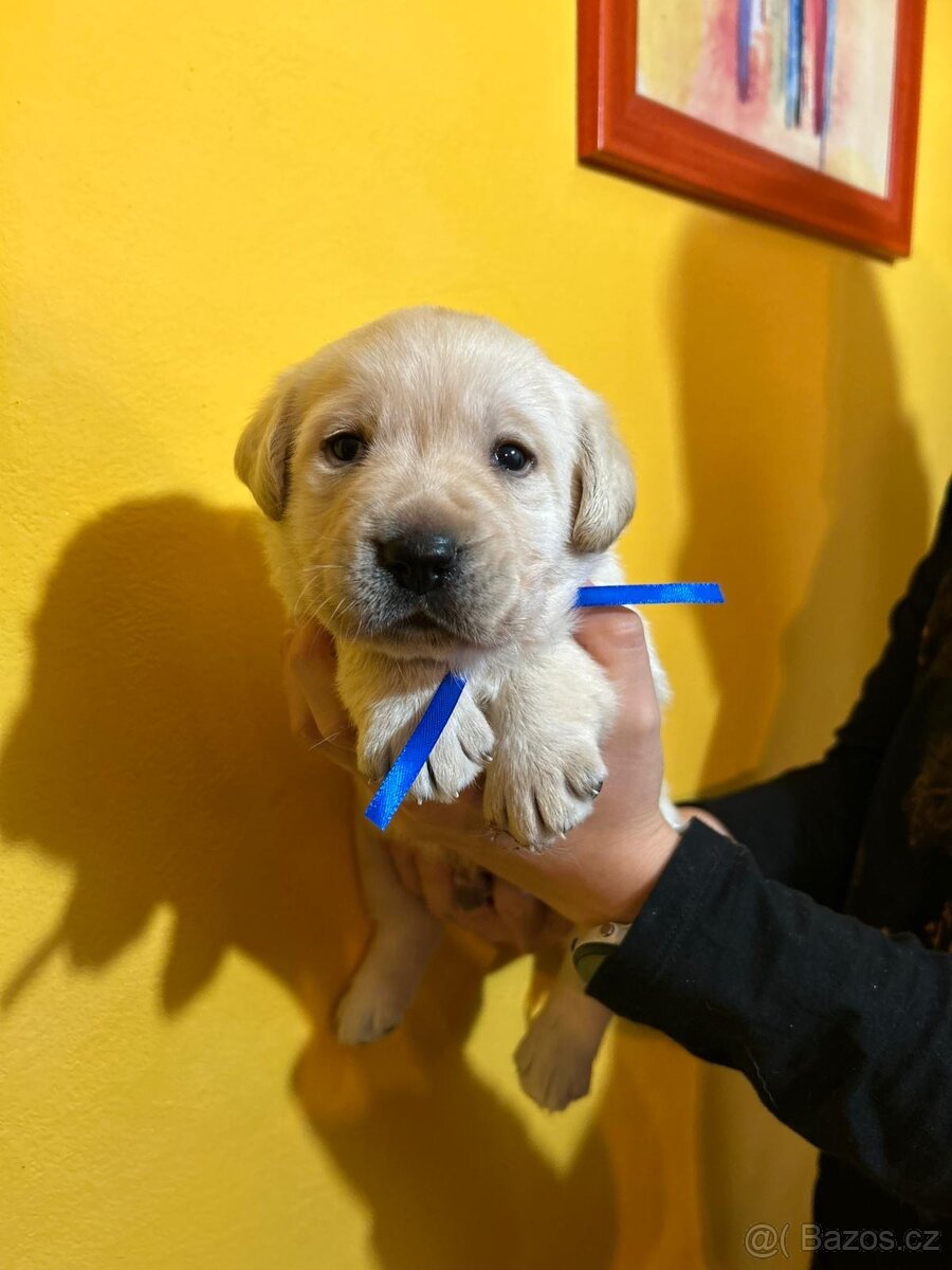 Labradorský retriever s PP - 7