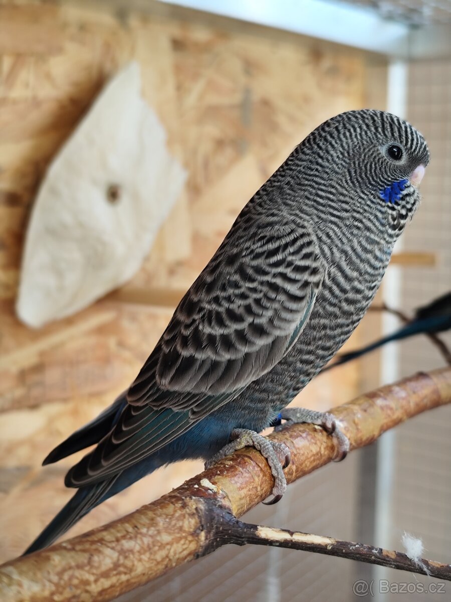 Blackface Andulky - 7