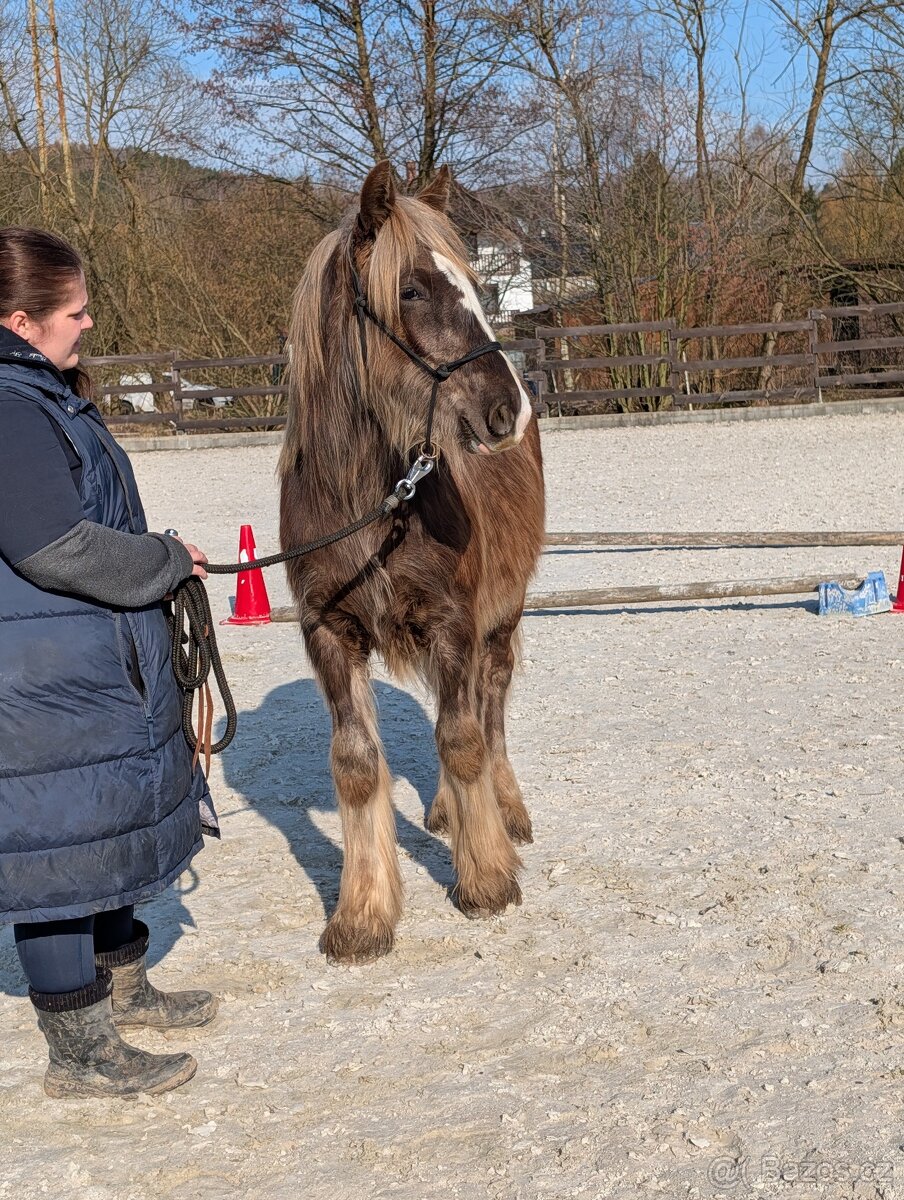 Roční valach irský cob - silver dapple - 7