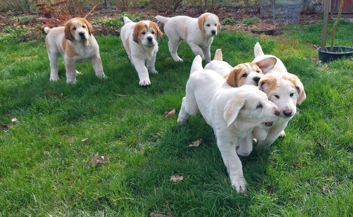 Středoasijský pastevecký pes, SAO štěňata s PP FCI, Alabai - 7