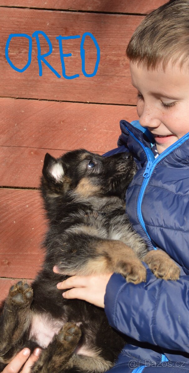 Německý ovčák-štěňata - 7