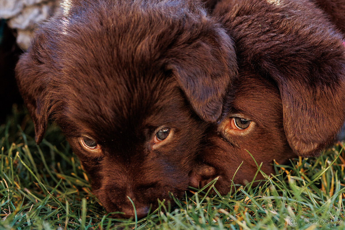 Labrador štěňě s PP - 7