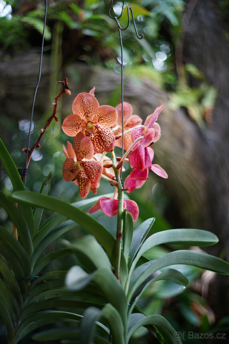 Objektiv Auto Takumar Asahi Optics 55mm f/2 - 7