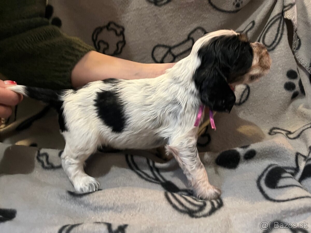 Anglicky kokršpaněl - 7