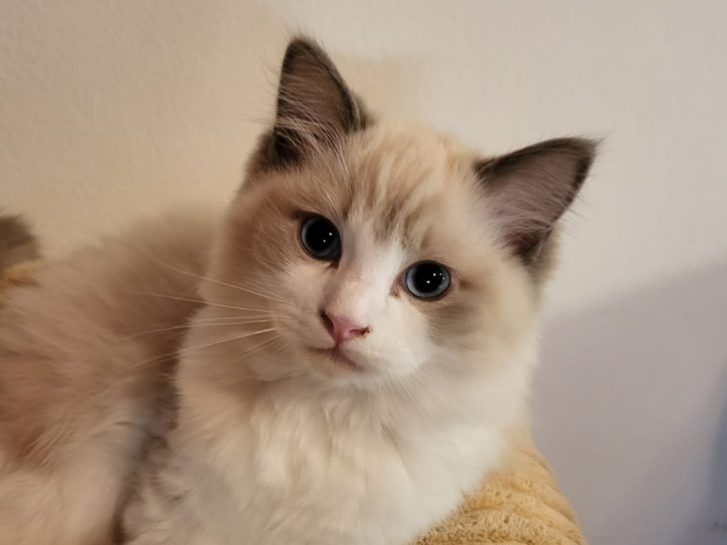 Ragdoll koťata s PP - 7