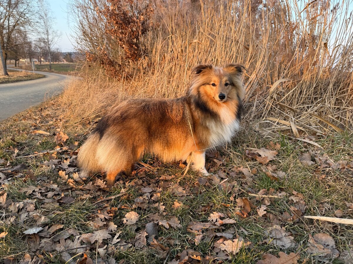 Sheltie dlouhosrsta s PP - 7
