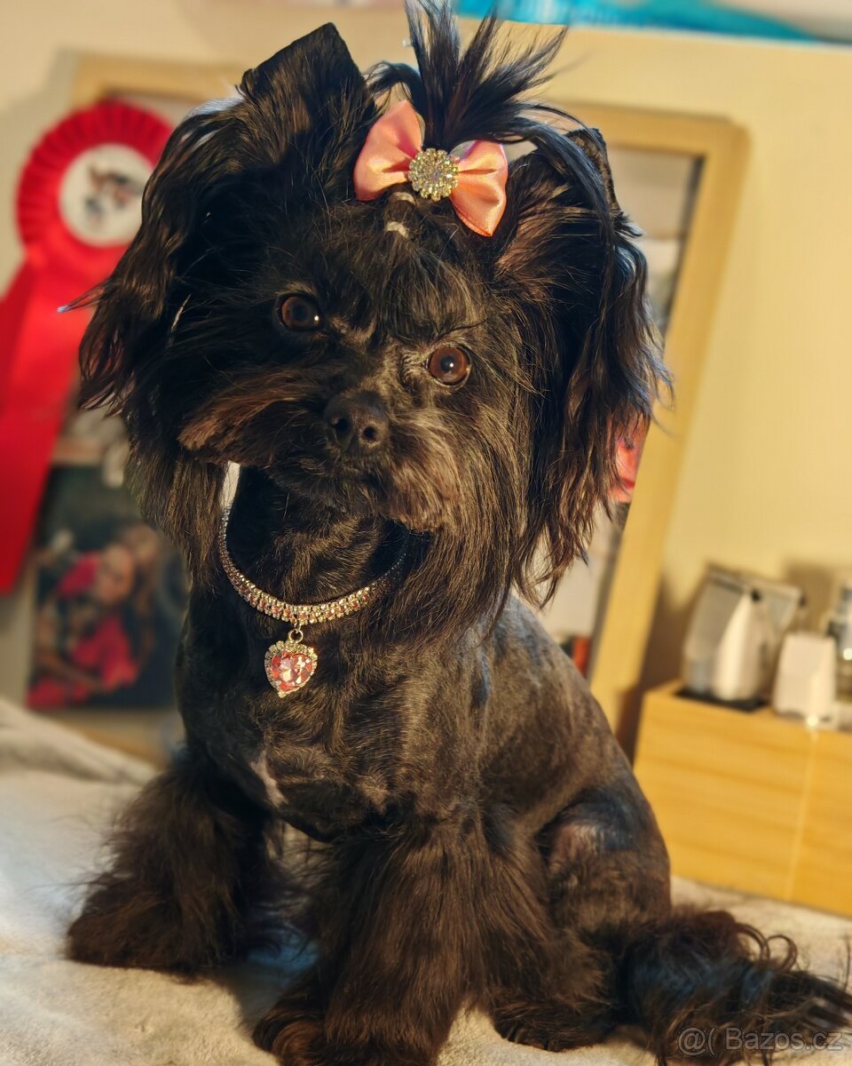 jorkšírský teriér fenka s PP - 7