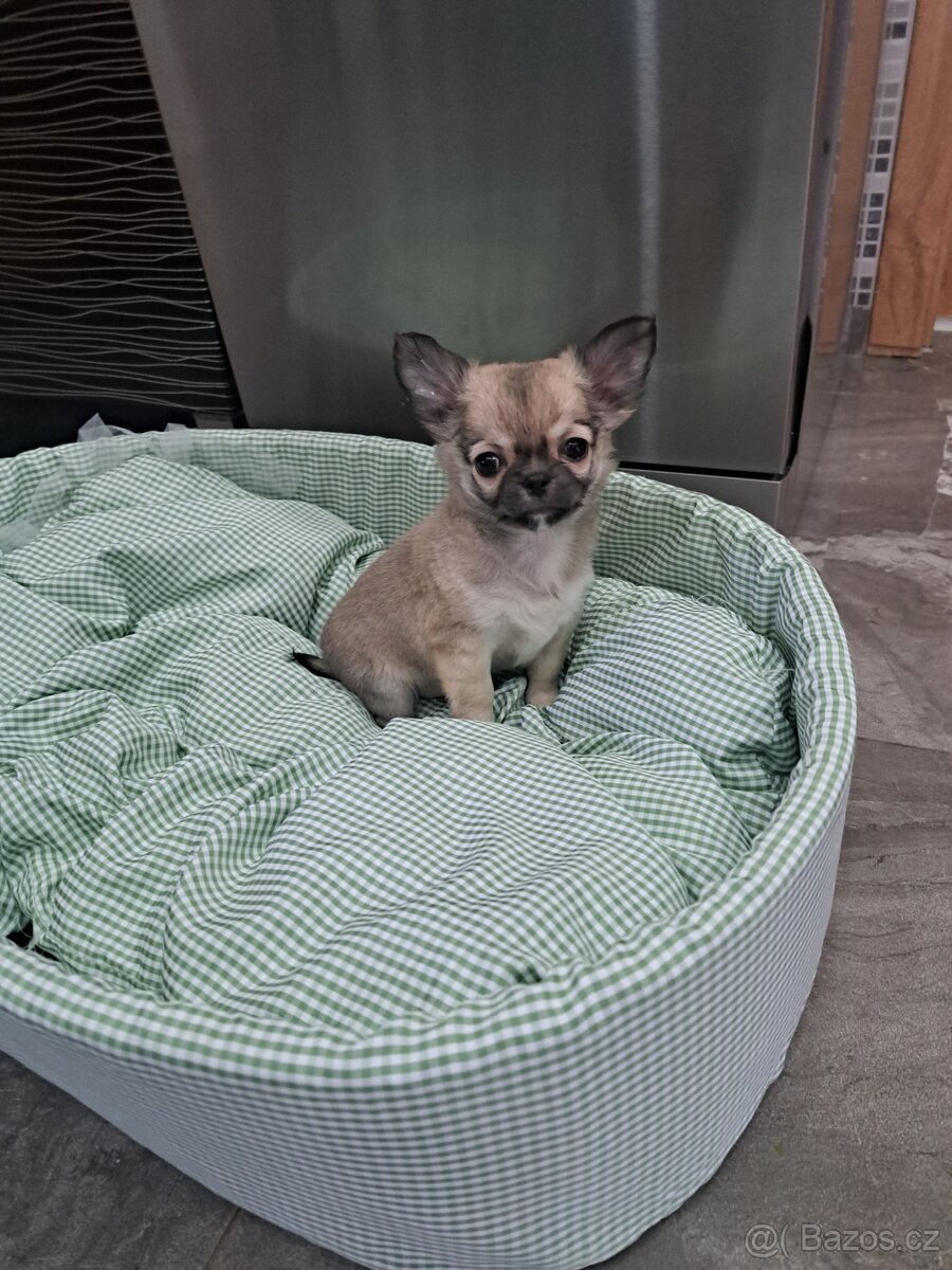 Čivava Dlouhosrstý pejsek - 7