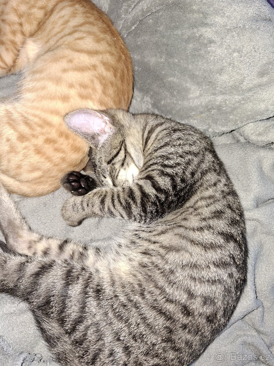 Daruju dva kocouři - 7