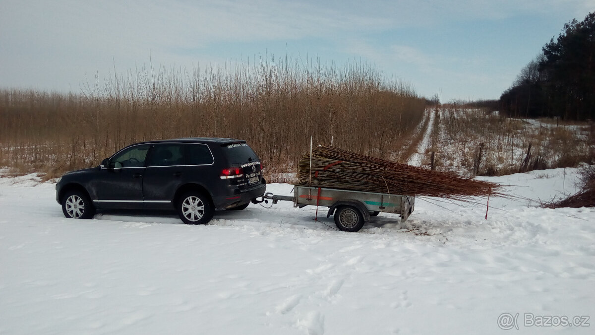 Japonský topol - sadba - 7