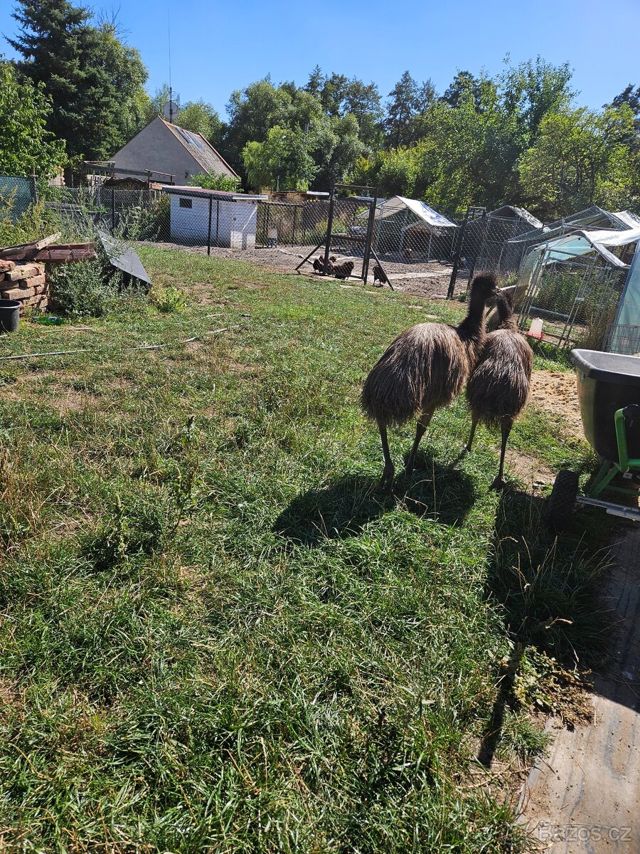 Emu hnědý - 7