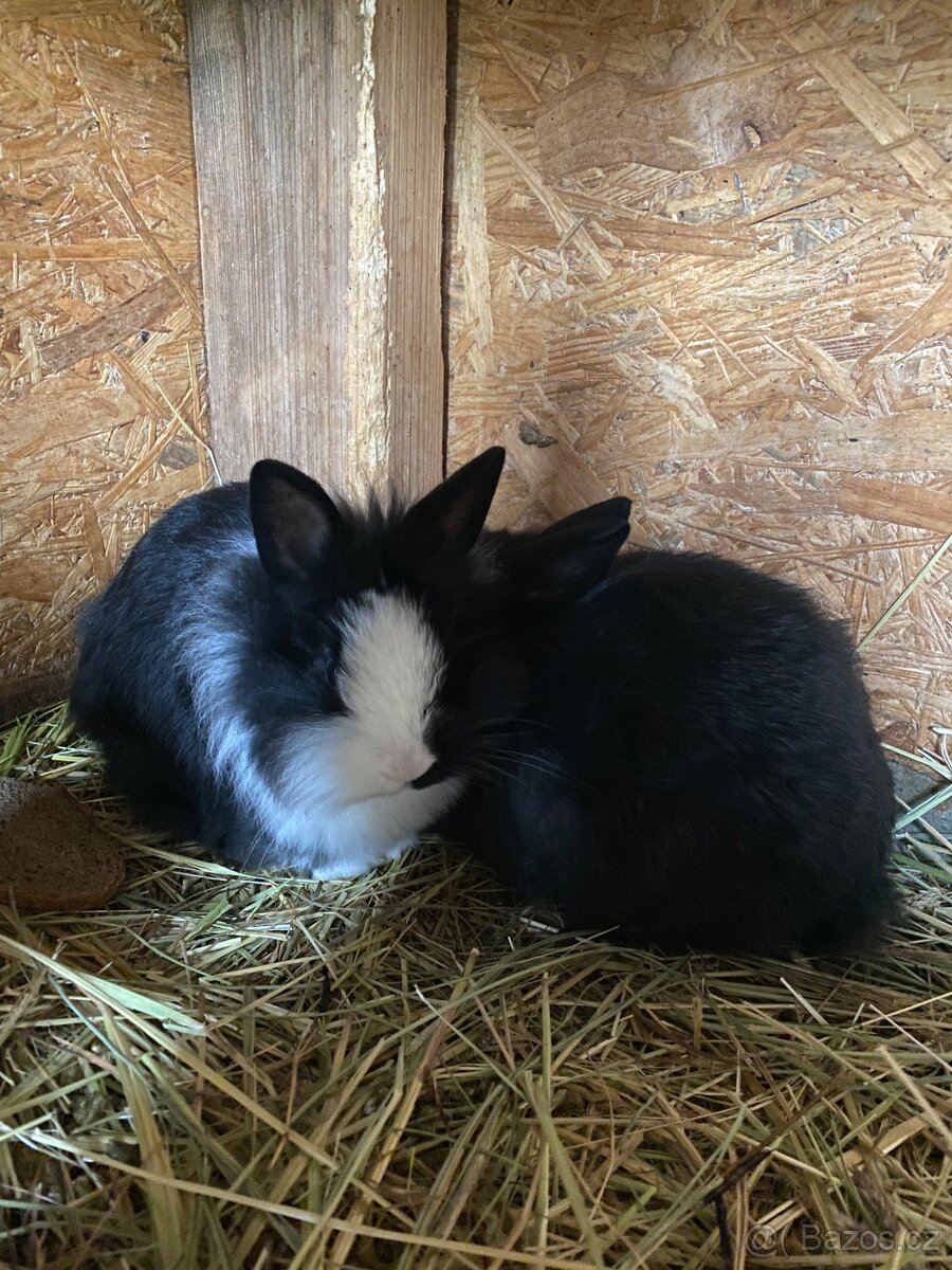 Králíci- zakrslý - 7