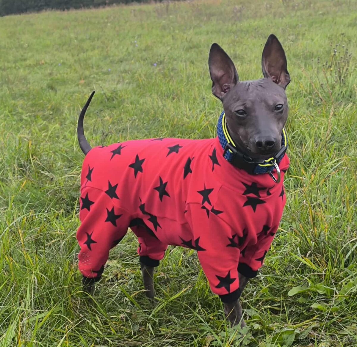 Obleček pro psa - 7