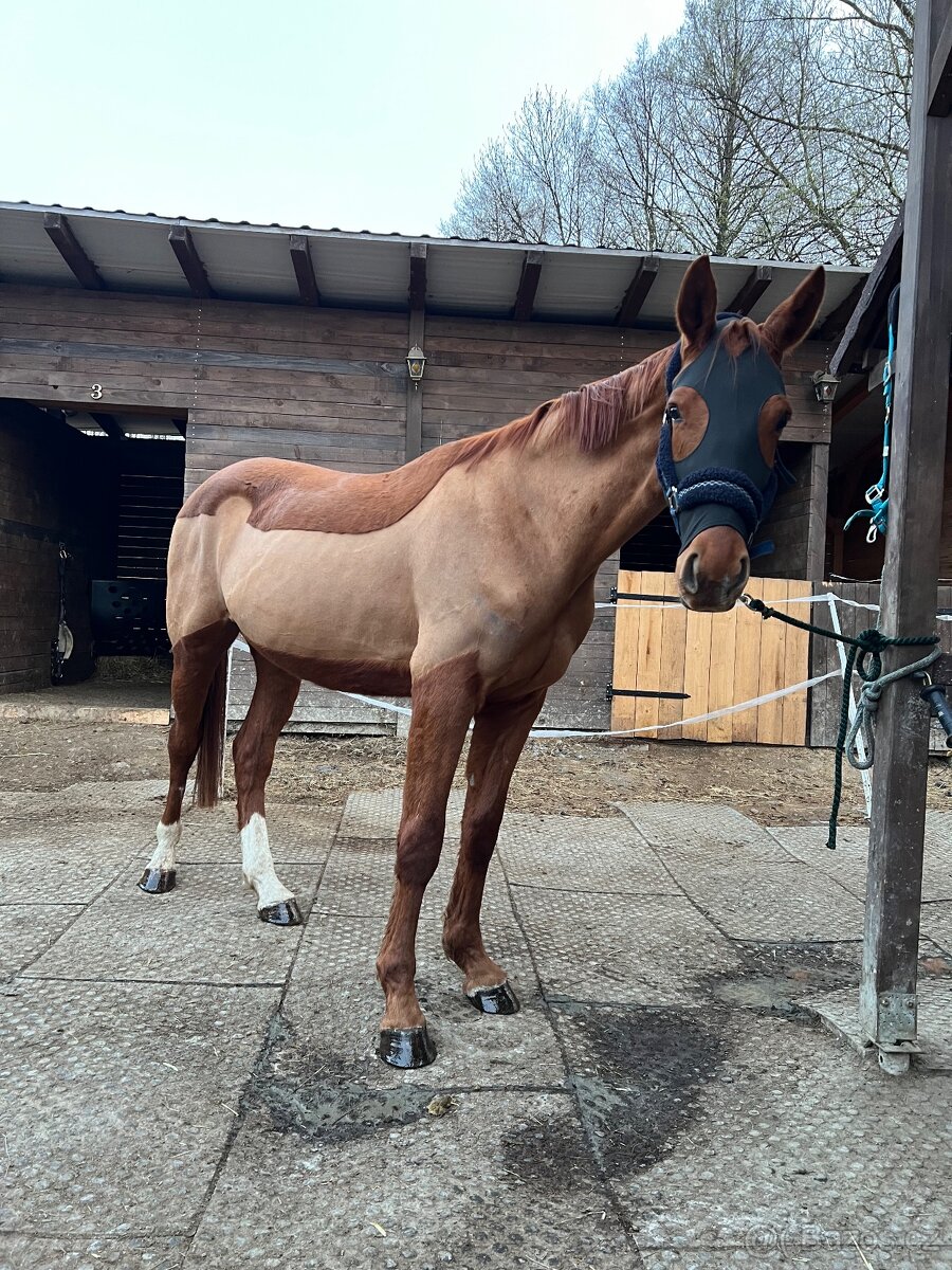 Sedlo Stubben REZERVACE - 7