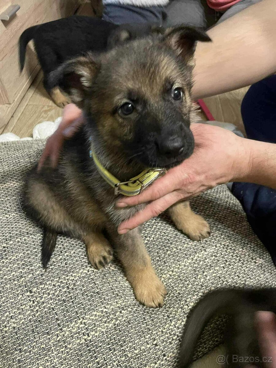 Štěňata Německý ovčák - 7