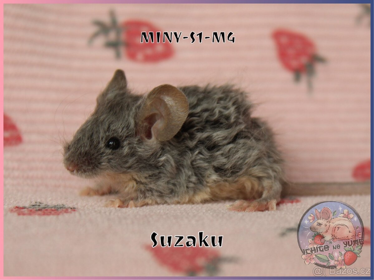 Barevné / fancy myšky - 7