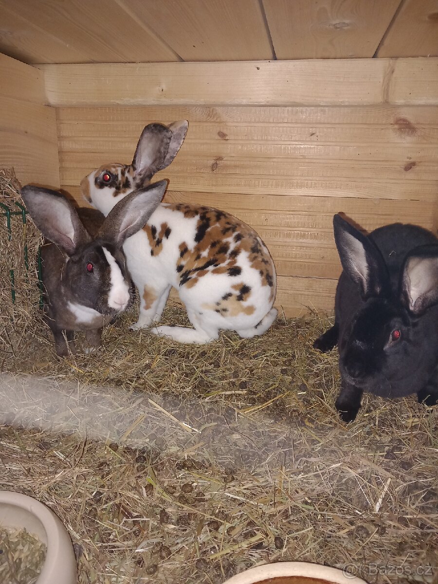 Kralik - Rex, samice,samci - 7