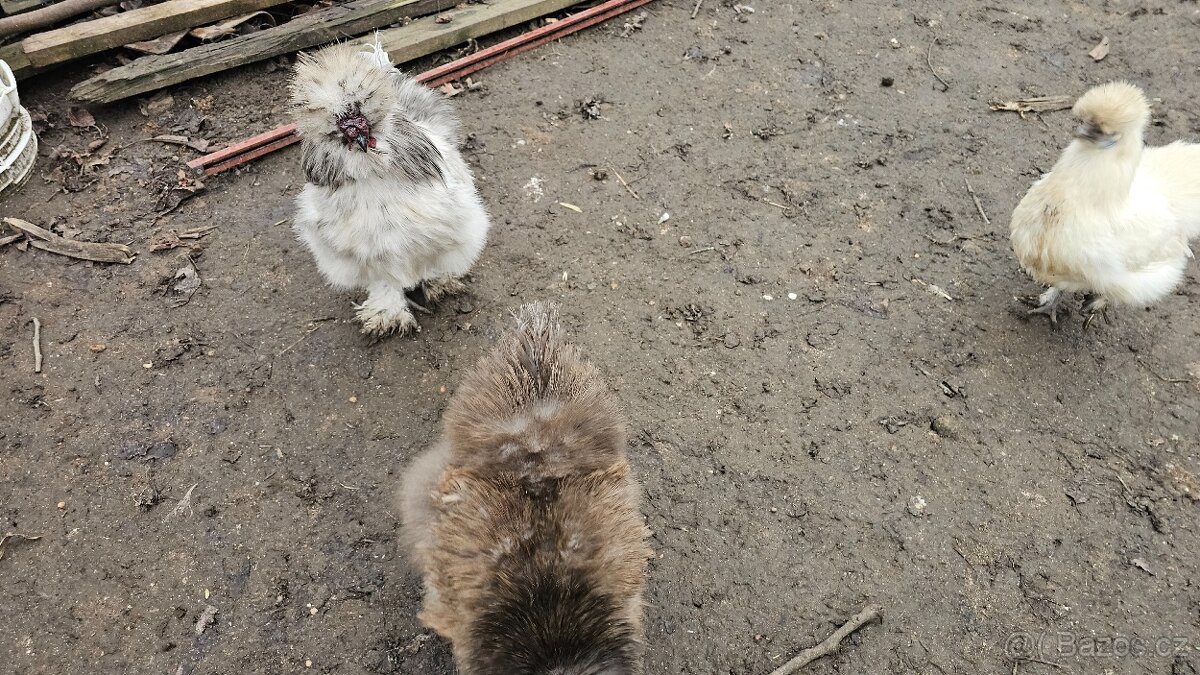 Kuřata hedvábniček - 7