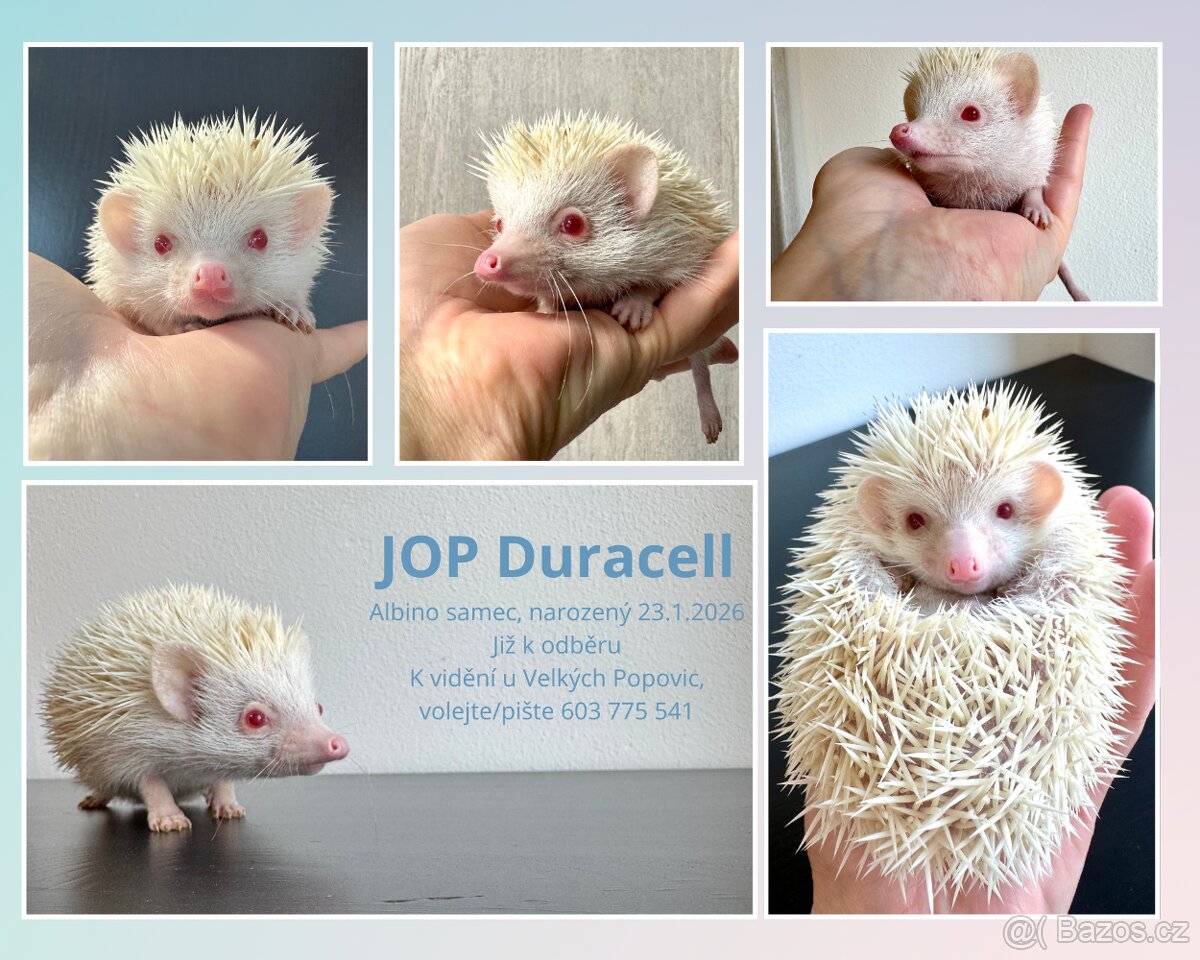 Africký pygmy ježek s PP - 7