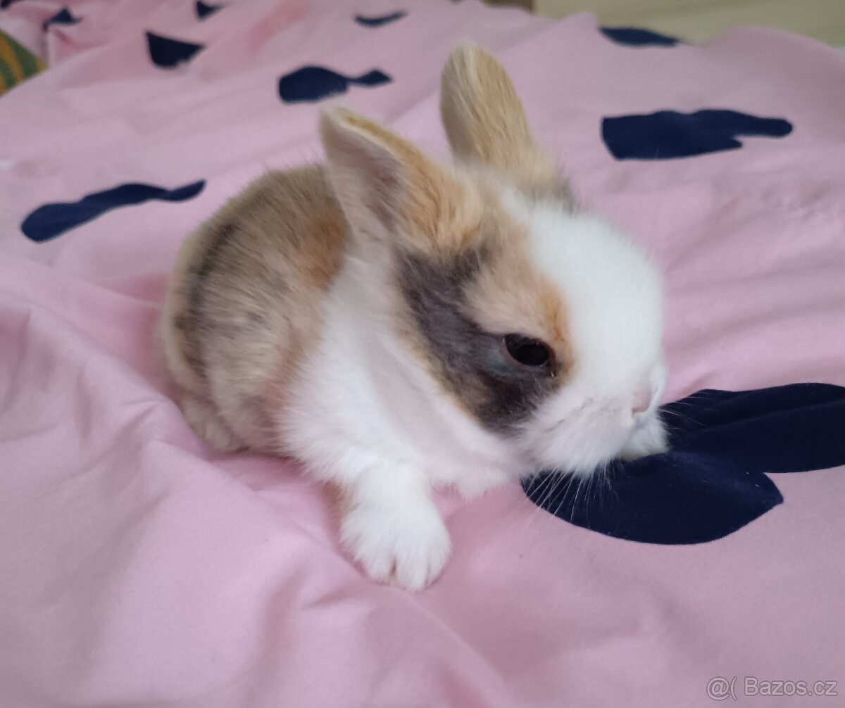 Zakrslý králík - 7
