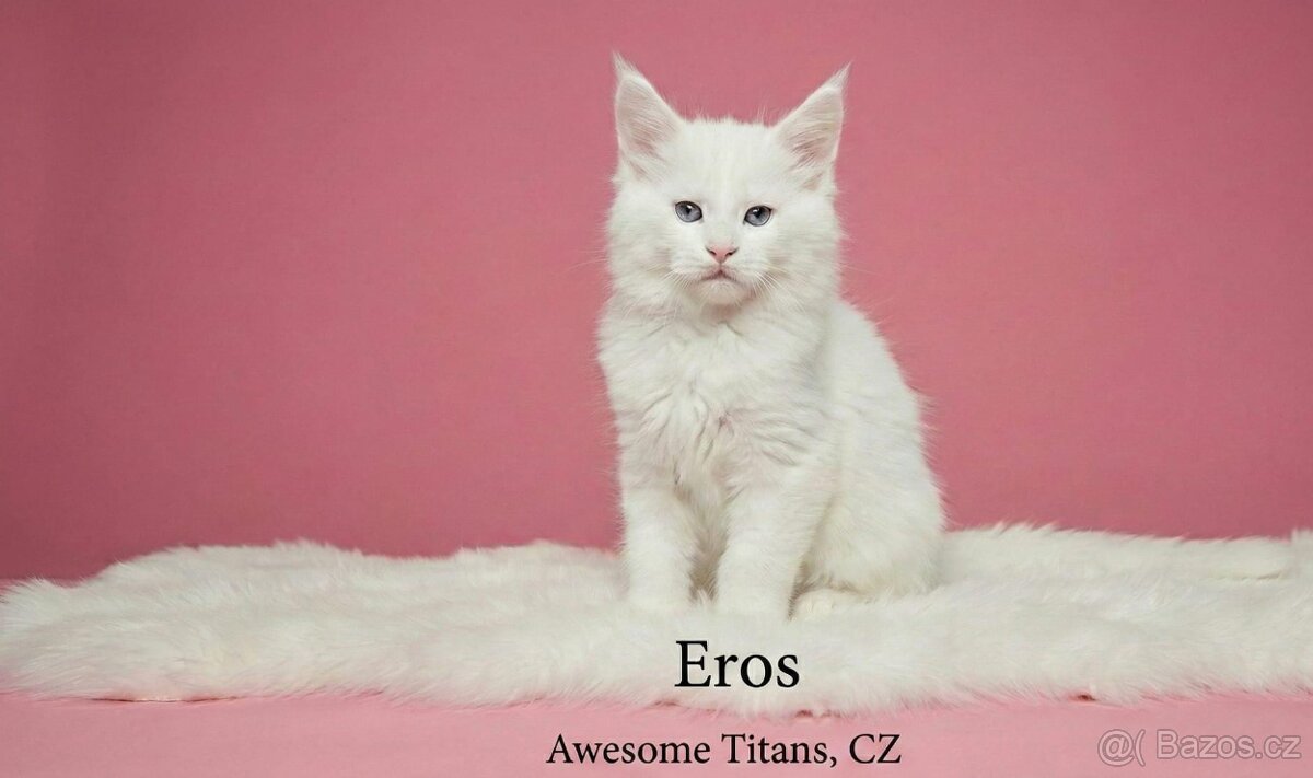 Mainská mývalí kočka - 7