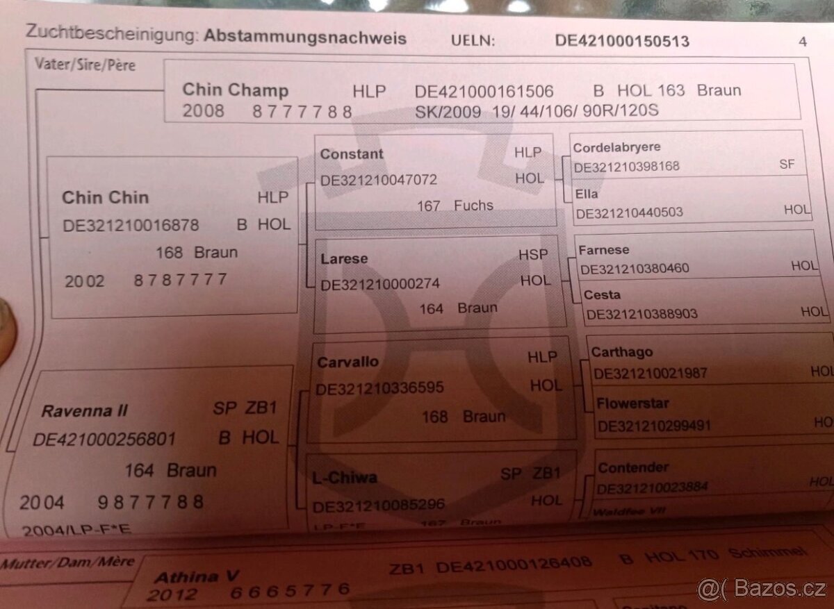 Prodám kobylu po Chin Chin - 7