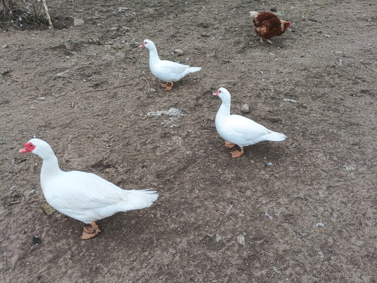 Kachny Pižmové - 7