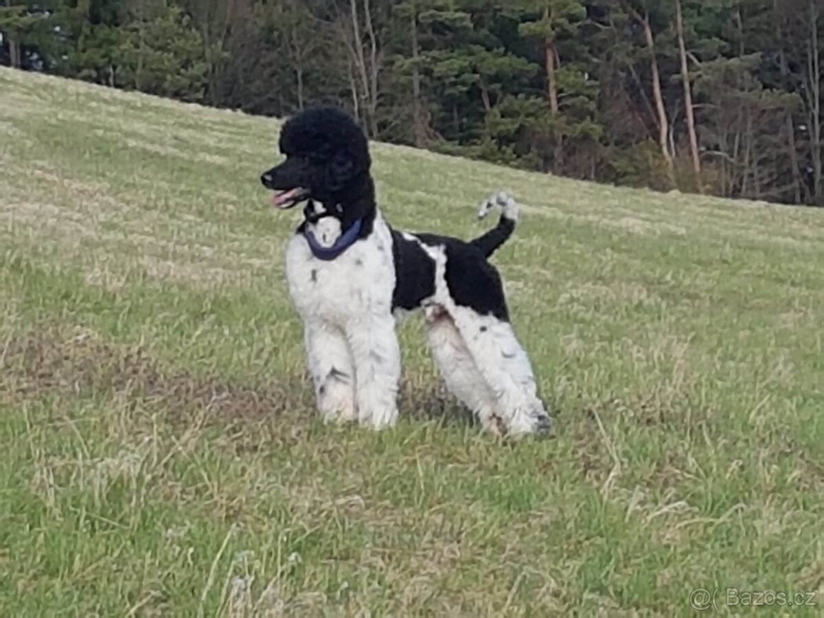 Pudl velký harlekyn - 7