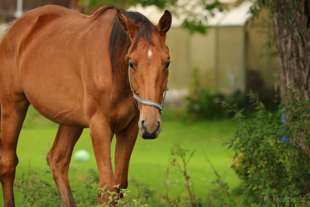 2,5 letí atraktivní a hodní valáškové - 7