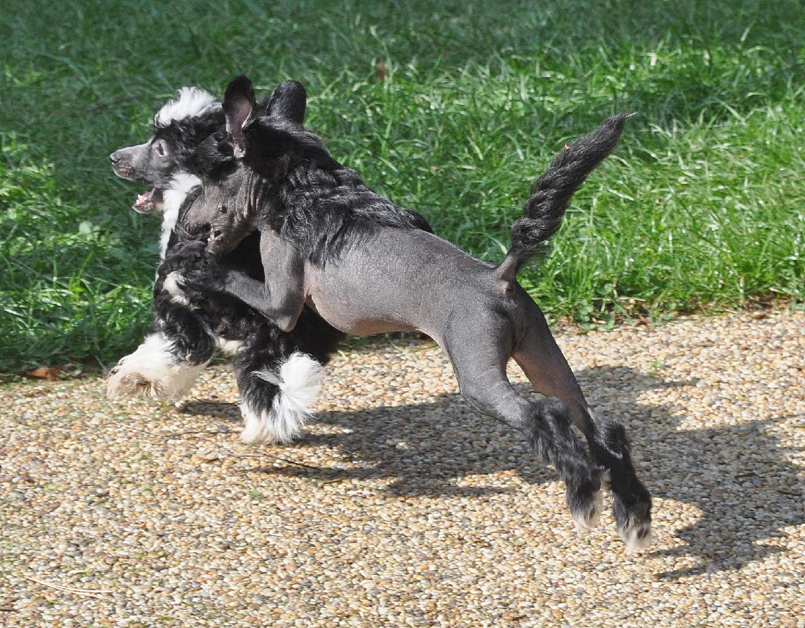 Čínský Chocholatý pes. Pejsek naháč s PP - 7