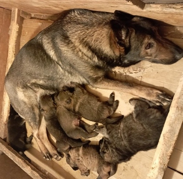 Německý ovčák štěnata s PP - 7