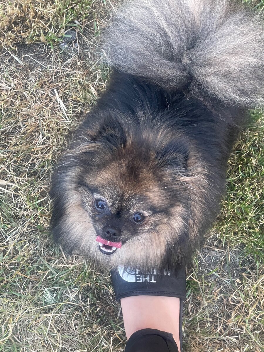 Čistokrevný Pomeranian - 7