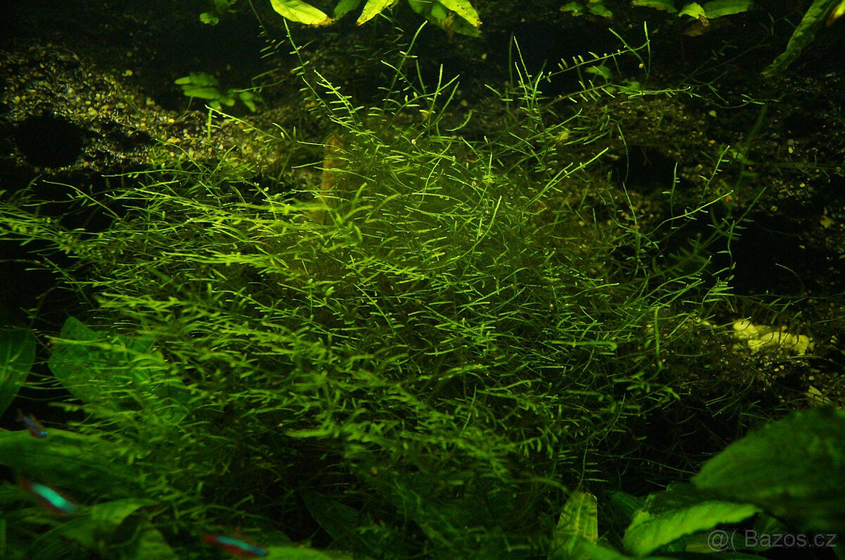 Akvarijní rostlinky - Cryptocoryne, Microsorium, Anubias - 7