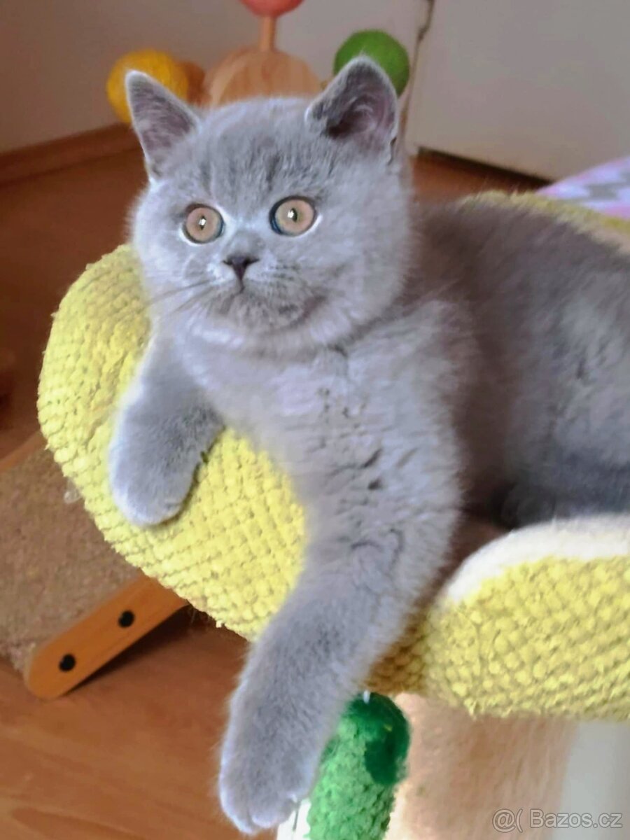 Britská modrá koťata s PP - 7